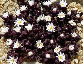 Делосперма альпійська (Delosperma alpinum)купити