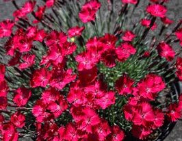 Гвоздика сірувато-блакитна Баденія (Dianthus Badenia)купити