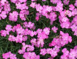 Гвоздика сиза Світло-рожева (Dianthus gratianopolitanus light pink)купити