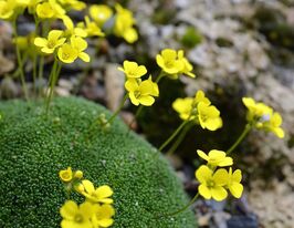 Крупка моховидная (Draba bryoides) купить