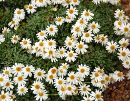 Дрібнопелюстник альпійський  (Erigeron scopulinus)купити