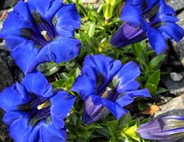 Тирлич (горечавка) безстеблова Фронлайтен(Gentiana acaulis Frohnleiten)купити