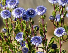 Глобулярия алипум (Globuraria alypum) купить