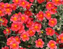 Солнцецвет Ред Ориент (Helianthemum Red Orient) купить
