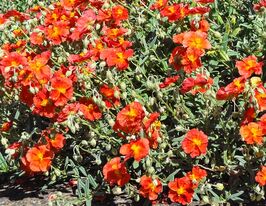 Сонцецвіт Вогняний Дракон (fire dragon)купити