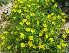 Солнцецвет полулунный (Helianthemum lunulatum) купить
