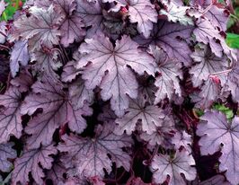 Гейхера Плам Каскад (Plum Cascade)купити