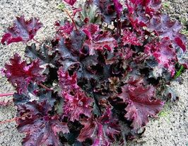 Гейхера Пьорпл Петікотс (Heuchera Purple Petticoats)купити