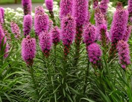 Ліатріс Кобольд (Liatris spicata Kobold)купити