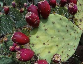 Опунція звичайна (кактус зимостійкий)(Opuntia engelmanni)купити
