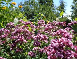 Материнка Зорба Ред (Origanum vulgare Zorba Red)купити