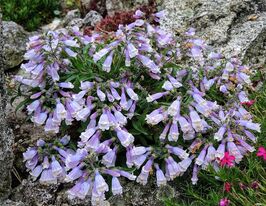 Пенстемон Жорстковолосковий (Penstemon hirsutus var.minimus)купити