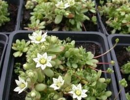 Розулярія Біла (Alba)купити