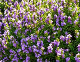Чебрець гірський іллірійський (Satureja montana subsp.illyrica)купити