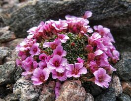 Камнеломка Лака (Laka) купить