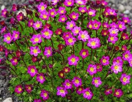 Ломикамінь арендса Пурпурний килим (Saxifraga arendsii Purple Robe)купити