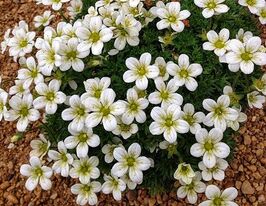 Камнеломка арендса Вайт Пикс (Saxifraga Arendsii White Pixie) купить
