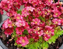 Камнеломка арендса Хардер Тверг (Saxifraga arendsii Harder Zwerg) купить