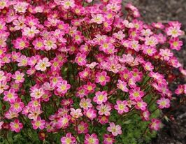 Камнеломка арендса Жувель (Saxifraga arendsii Juvel) купить