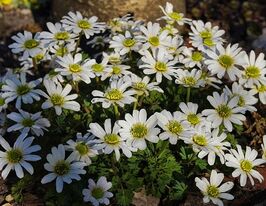 Камнеломка арендса Вейс Тверг (Saxifraga arendsii Weisser Zwerg) купить