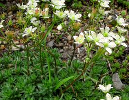 Ломикамінь гребенчасто-війчастий (Saxifraga bronchialis)купити