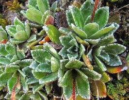 Ломикамінь хрящуватий (saxifraga cartilaginea)купити