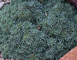 Ломикамінь метельчатий Мініма (Saxifraga crustata Minima)купити