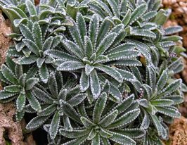 Камнеломка инкрустированная (Saxifraga crustata) купить