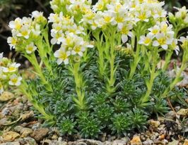 Камнеломка пышная Григорий Мендель (Saxifraga Gregor Mendel) купить