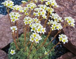 Ломикамінь метільчатий срібно-окантовий (Saxifraga paniculata)купити