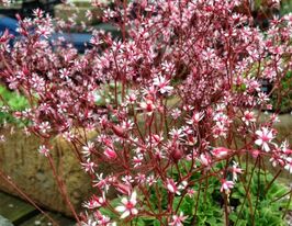 Камнеломка тенистая Вариегатная (Saxifraga umbrosa var.) купить