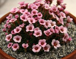 Камнеломка Ирвинга (Jenkinsiae) купить