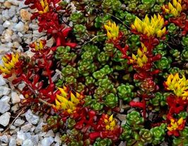 Очиток (седум) Орегонский (Sedum oreganum)купити