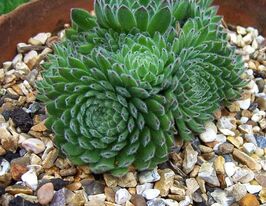 Молодило Рейчатое (borisii)  купить