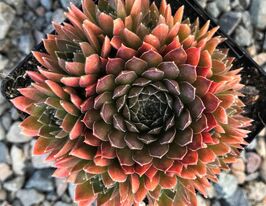 Молодило Бронзе Пастель (Bronze Pastel)купити