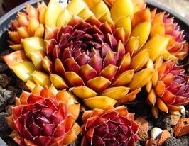 Молодило Доктор Фріц Кляйн (Dr.Fritz Kohlein)купити