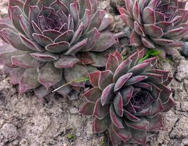 Молодило покрівельне Джулія (Julia)купити