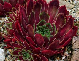 Молодило покрівельне (Lipari)купити