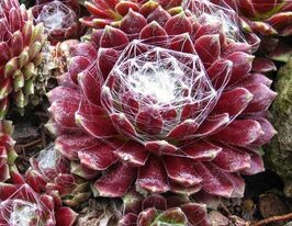 Молодило Паутинное Сильберр (Silberring) купить