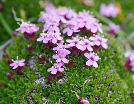 Смелка бесстебельная Маунт Сноуден (Silene acaulis Mount Snowdon) купить
