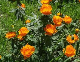 Купальница гибридная Оранжевая Принцесса (Trollius hybride 'Orange Princess)  купить