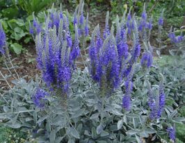 Вероніка сива (Veronica spicata subsp.incana)купити