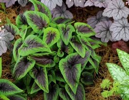 Виола Хартсроб (Heartthrob) купить