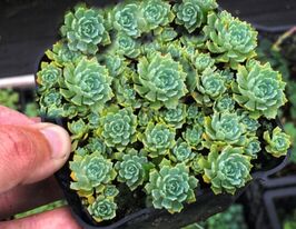 Очиток (седум)  товстогіллястий| (Sedum pachyclados)купити