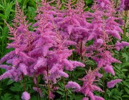 Астильба Арендса Астари Розова (Astary Rose) купить