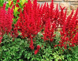 Астильба Арендса Астари Красная (Astary Red) купить