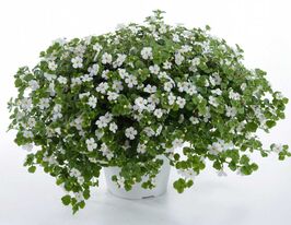 Розсада Бакопа білакупити