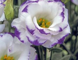 Эустома низкорослая Сапфир F1 бело-синяя  купить