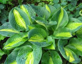 Хоста Чайн Лайтнин (Chain Lightning)  купить