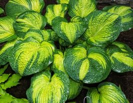 Хоста Аллигатор Элли (Alligator Alley)  купить